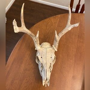 Deer Skull with Antlers Oddity Taxidermy